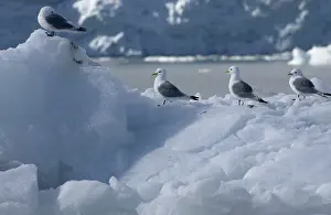Kittiwakes: Kittiwakes - On iceberg