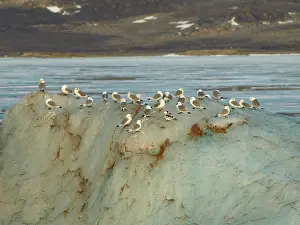 Kittiwakes: Kittiwakes on iceberg