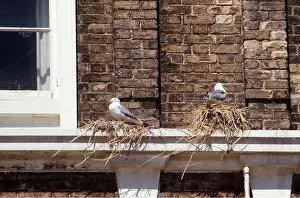 Kittiwakes: KITTIWAKES - nesting on building