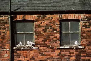 Windows: KITTIWAKES - nesting on building