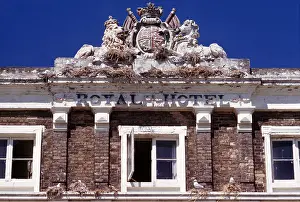 Kittiwakes: KITTIWAKES - nesting on former hotel