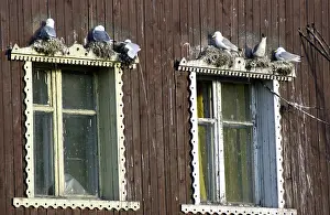 Kittiwakes: Kittiwakes - Nesting on window ledge