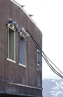 Kittiwakes: Kittiwakes - Nesting on window ledges