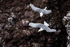 Kittiwakes: kittiwakes (Rissa tridactyla). Scotland