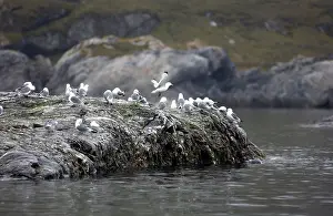 Kittiwakes: Kittiwakes on rocks