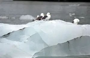 Kittiwakes: Kittiwakes - Sitting on iceberg