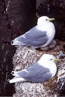 Kittiwakes: KITTIWAKES - x two, in nest with eggs