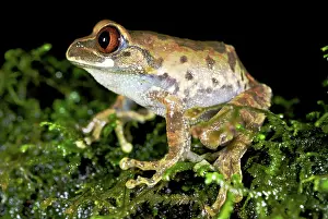 Leptopelis: Kivu Tree Frog - adult male on moss
