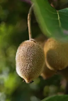 Gooseberry: Kiwi