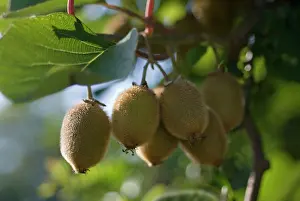 Gooseberry: Kiwi