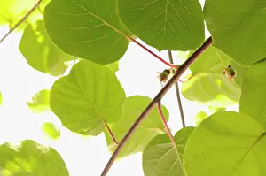 Gooseberry: Kiwi