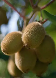 Gooseberry: Kiwi