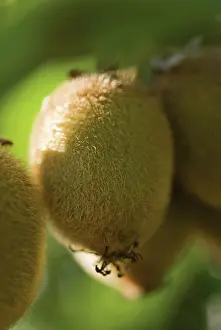 Creeper: Kiwi