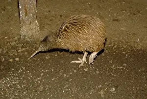 Sidewards: Kiwi (Apterygidae), South Island, New Zealand, Oceania