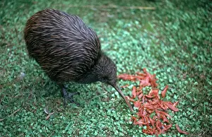 Apteryx: Kiwi Bird