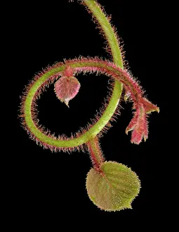 Kiwi: Kiwi - bud and young leaves