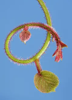 Kiwi: Kiwi - bud and young leaves