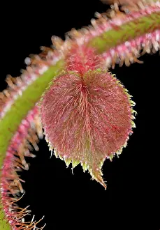 Kiwi: Kiwi - bud and young leaves