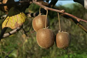 Kiwis: Kiwi