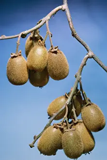 Kiwis: Kiwi Fruit