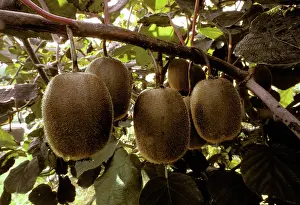 Kiwi: Kiwi Fruit
