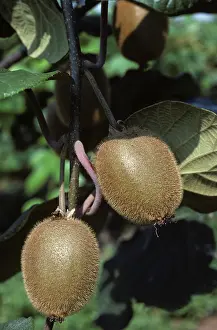 Kiwi: Kiwi fruit (Actinidia chinensis)