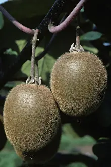 Kiwi: Kiwi fruit (Actinidia chinensis)