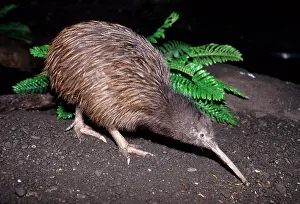 Apteryx: Kiwi, New Zealand's heraldic animal NZL, Neuseeland