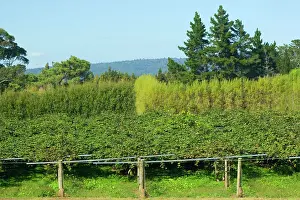 Kiwis: Kiwi Plantation - ripe Kiwis hanging from the branches