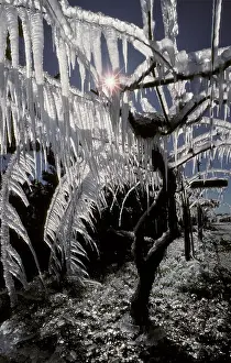 Vines: Kiwi vines with icicles