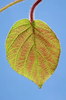 Kiwi: Kiwi - young leaf