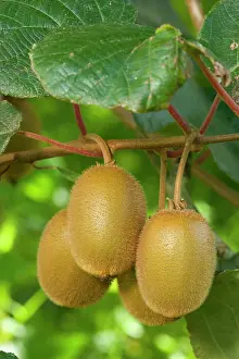 Kiwis: Kiwifruit - ripe fruits hanging in bunches from the plants