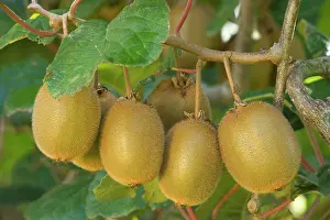 Kiwis: Kiwifruit - ripe fruits hanging in bunches from the plants