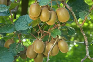 Kiwis: Kiwifruit - ripe fruits hanging in bunches from the plants