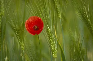 Rhoeas: Klaproos