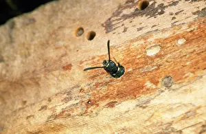 Ovipositing: Kleptoparasitic WASP - laying egg in bee nest