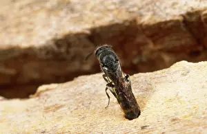 Ovipositing: Kleptoparasitic WASP - laying egg in bee nest