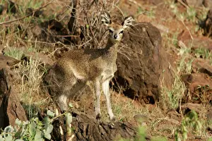 Oreotragus: Klipspringer