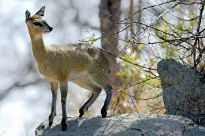Oreotragus: Klipspringer