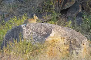 Malamala: Klipspringer