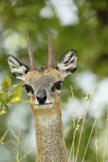 Oreotragus: Klipspringer