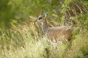 Oreotragus: Klipspringer