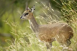 Oreotragus: Klipspringer