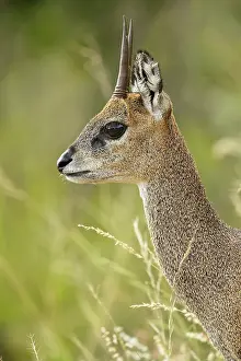 Oreotragus: Klipspringer