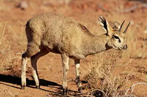 Oreotragus: KLIPSPRINGER - EATING PLANT