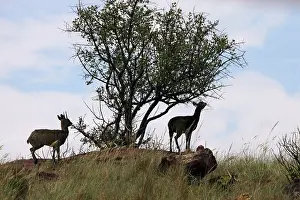 Oreotragus: Klipspringer - feeding at tree