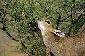 Browsing: Klipspringer - female browsing