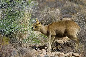 Visible: Klipspringer - female browsing on bush. Preorbital