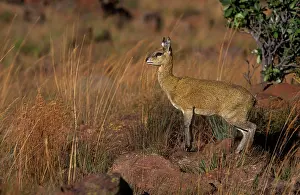 Ingrid Van Den Berg: KLIPSPRINGER - Female, standing within grass