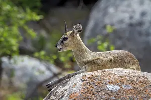 Ruminating: Klipspringer in Kruger National park, South Africa